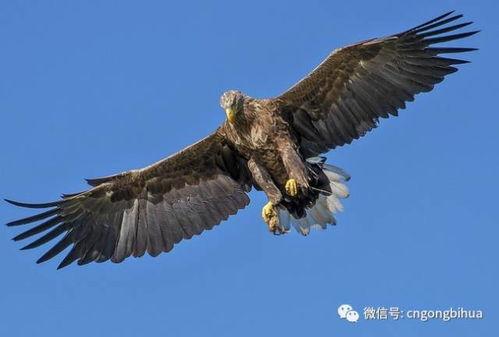 鹰的重生视频免费下载,翱翔天际的壮丽蜕变