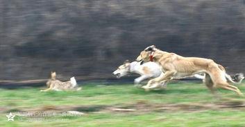 狗撵兔子视频,一场追逐战的真实记录