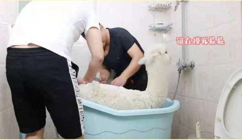 羊驼叫声视频,揭秘羊驼的独特嗓音之谜