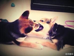 女生和狗接吻视频,女生与爱犬深情接吻，温馨画面引网友热议