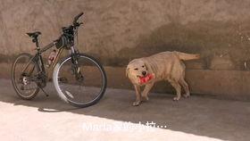 手洗衣服视频,跟随视频轻松洗净衣物