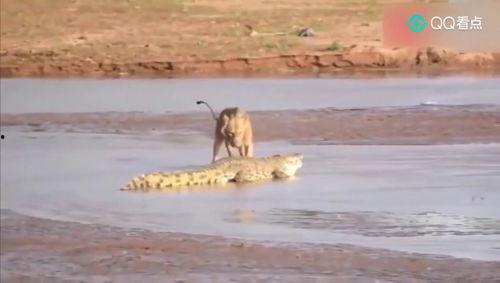 狮子大战鳄鱼视频
