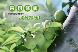 杏树的修剪方法视频,科学修剪,助力果实丰收